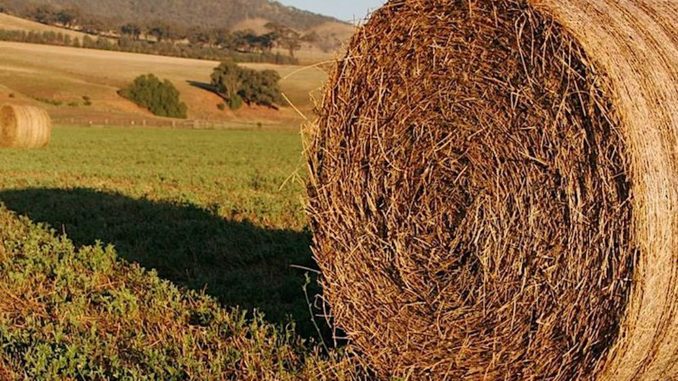 Bale of hay