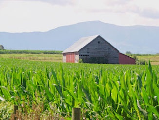Cornfield-mts copy