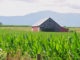 Cornfield-mts copy