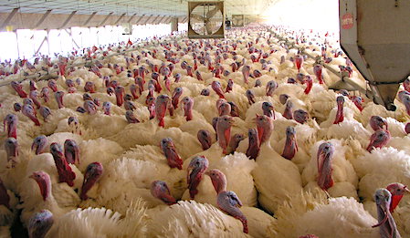 Turkeys