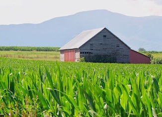 Cornfield-mts