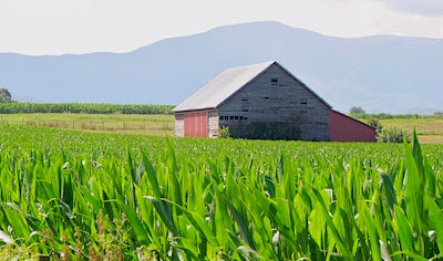 Cornfield-mts