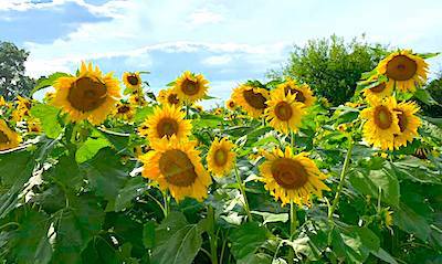 Sunflowers-PACA