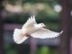 White dove