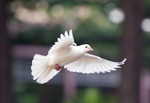 White dove
