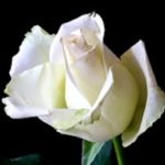 Martha Elizabeth Jenkins Fox