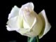 SingleWhiteRose2