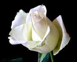 SingleWhiteRose2