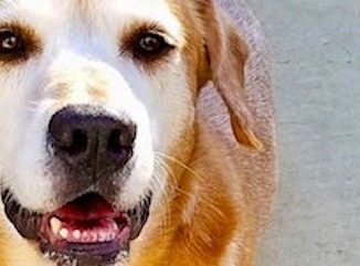 Animal shelter-no kill 3rd yr