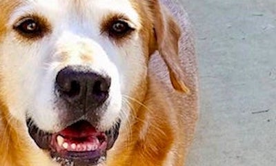 Animal shelter-no kill 3rd yr