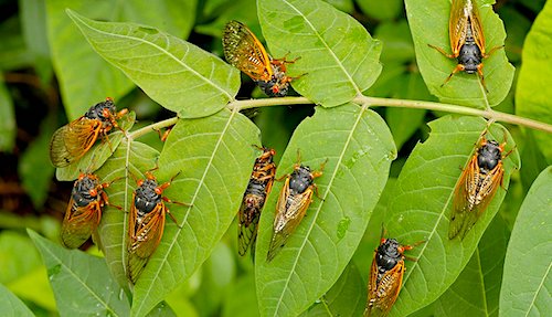 cicadas-leaves