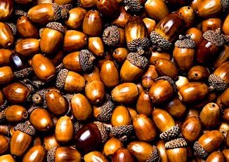 acorns