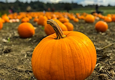 pumpkins