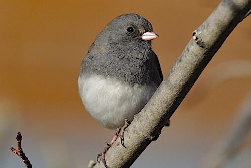 Dark-eyed junco