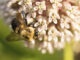 Close-up of milkweed blossoms