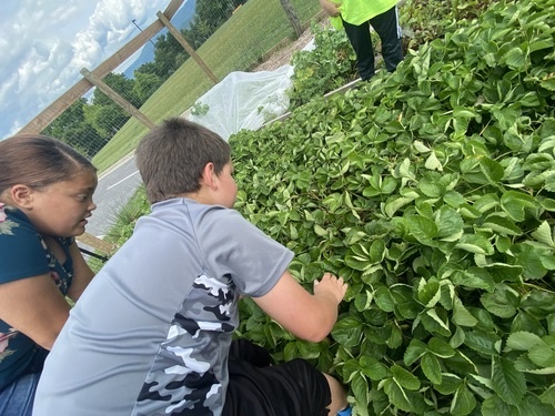 Community Garden_PACA_slider