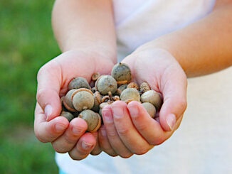 acorns