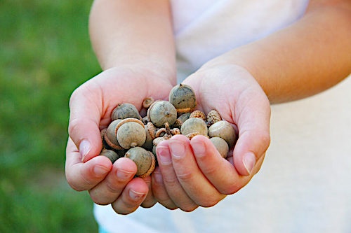 acorns