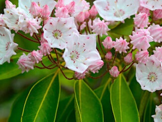 Mountain laurel