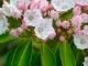 Mountain laurel