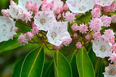 Mountain laurel