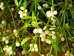 Mistletoe