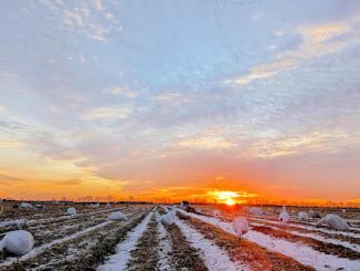 NatureNotebook_waterfowl_Jan25