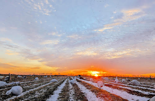 NatureNotebook_waterfowl_Jan25