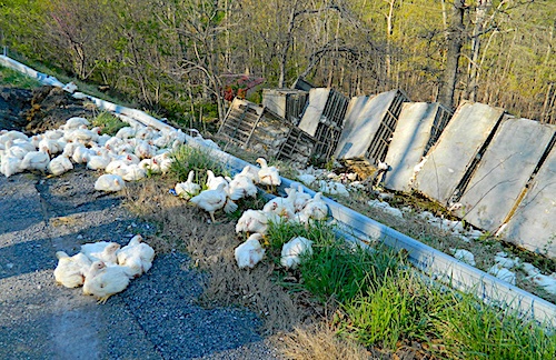 CO_Accident_PoultryTruckonMass_04_10_26