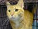 PetFinder_Henry_April 26