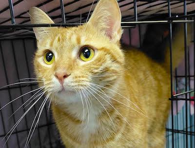 PetFinder_Henry_April 26