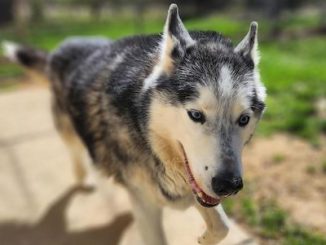 PetFinder_Loki_April26