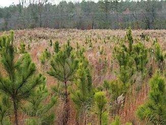 pine-trees