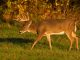 AI replacement for 10 point buck at sunset